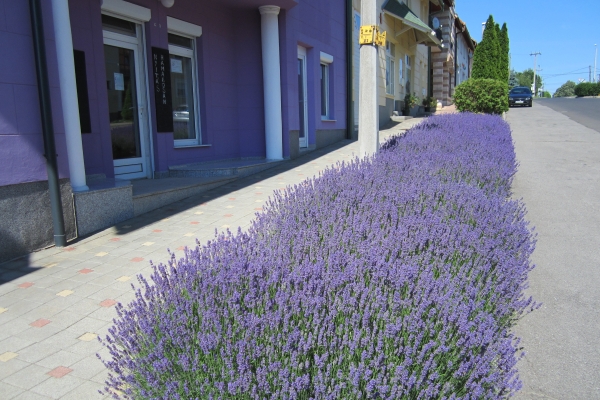 Hotel Seva Családi Panzió Seva Panzió (Kozármisleny)